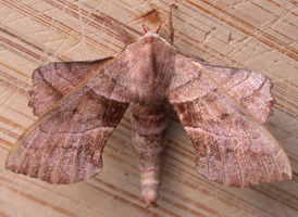 Walnut Sphinx